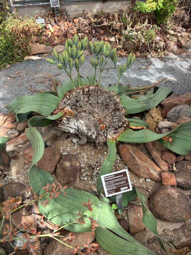 Oldest cultivated Welwitschia in the world Oldest cultivated Welwitschia in the world