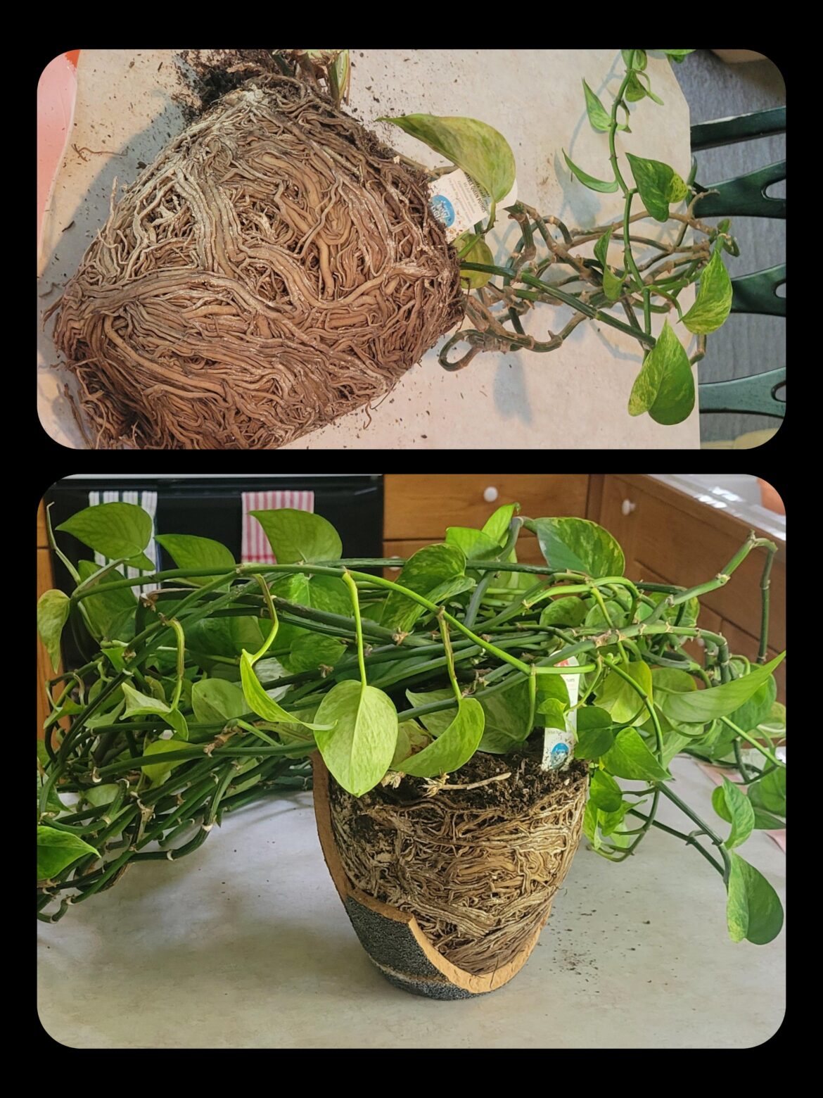 Helping Gertrude the office pothos. Helping Gertrude the office pothos.