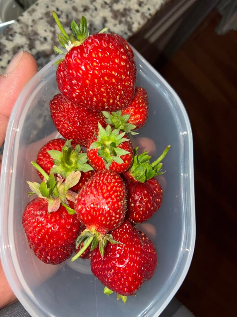 Indoor berries