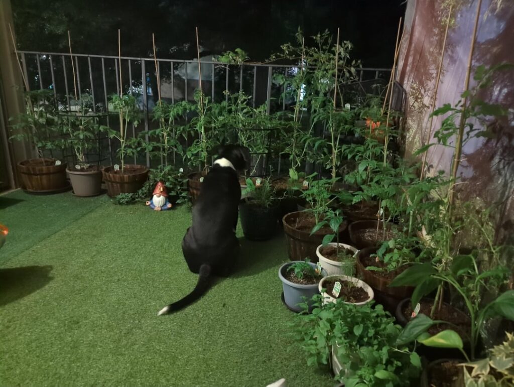 Patio garden