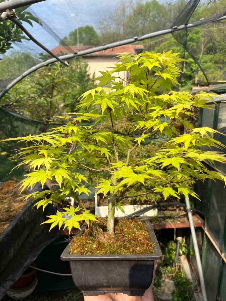 Need advice on styling my Japanese maple