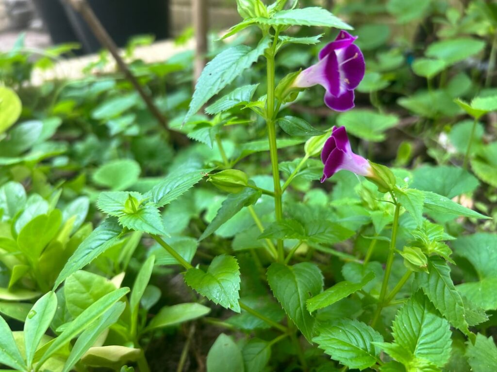 Plant ID please