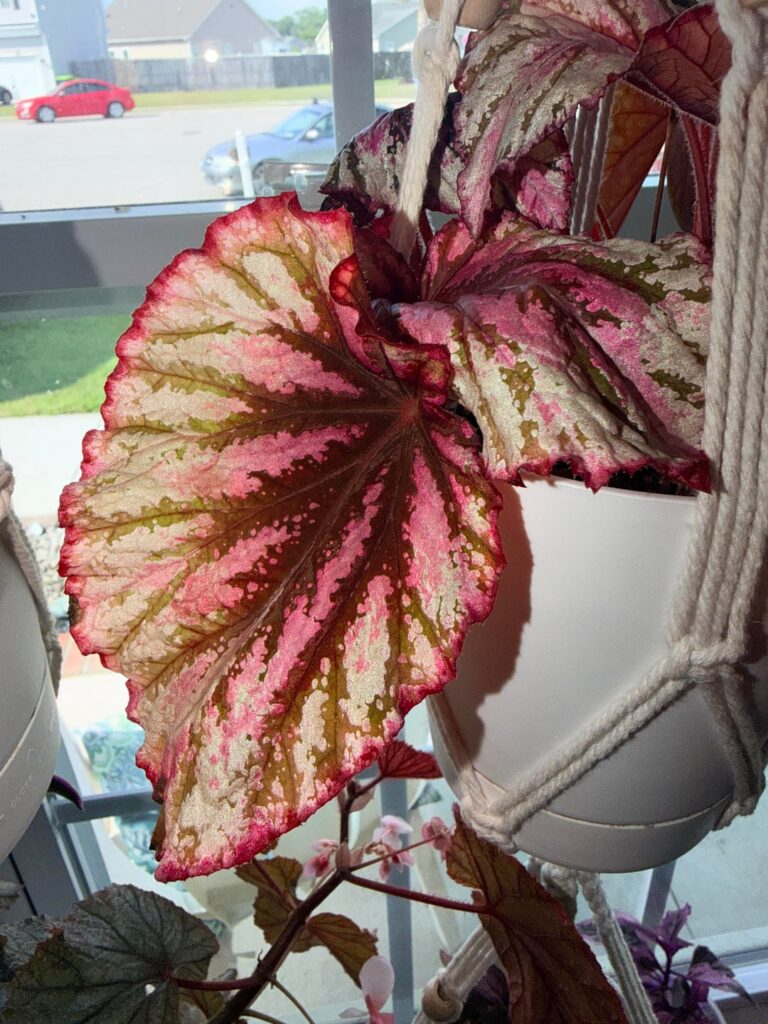 Need ID help!