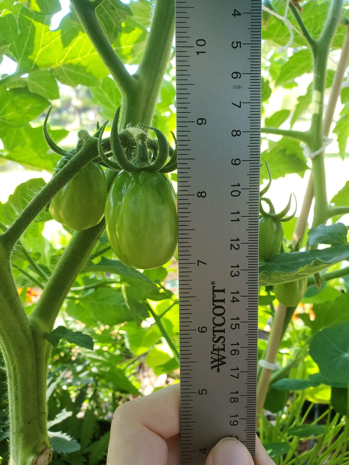 (FL) How many leaders should I have on my San Marzano tomato (indeterminate)?