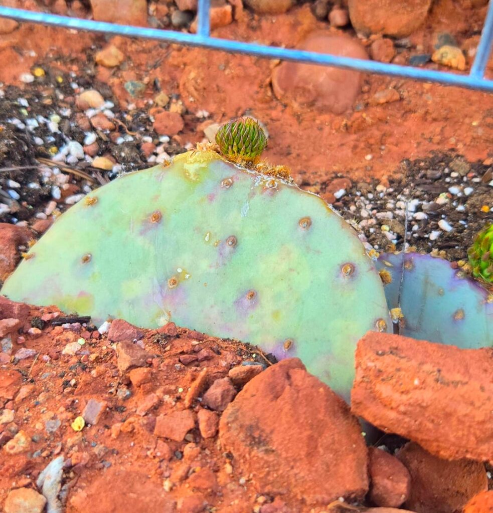 I surrounded the fence of my trich garden with a pulchritudinous perimeter of purple prickly pear paddle propagations. I surrounded the fence of my trich garden with a pulchritudinous perimeter of purple prickly pear paddle propagations.