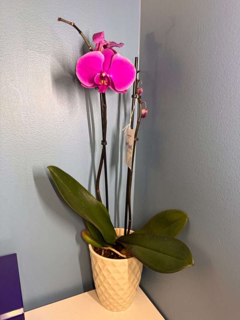 My boyfriend got me this orchid for Valentine’s Day and I have no idea what I’m doing My boyfriend got me this orchid for Valentine’s Day and I have no idea what I’m doing