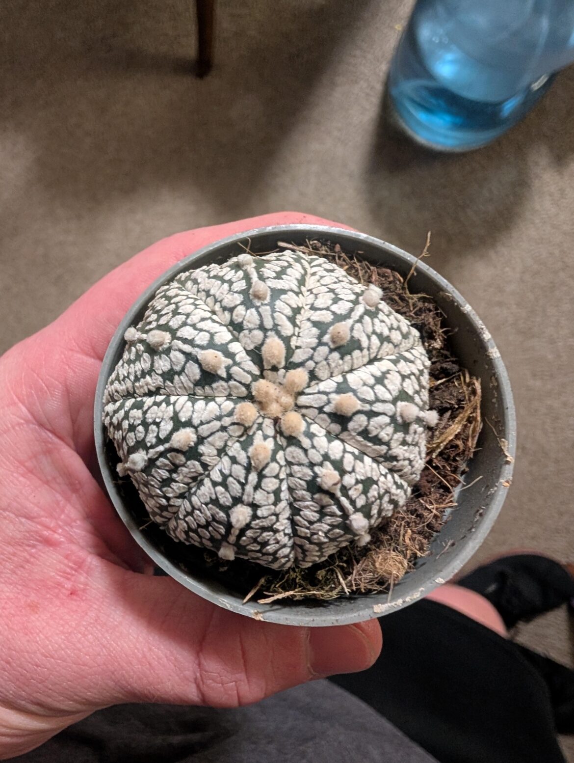 Can't believe I got this for $7.97
