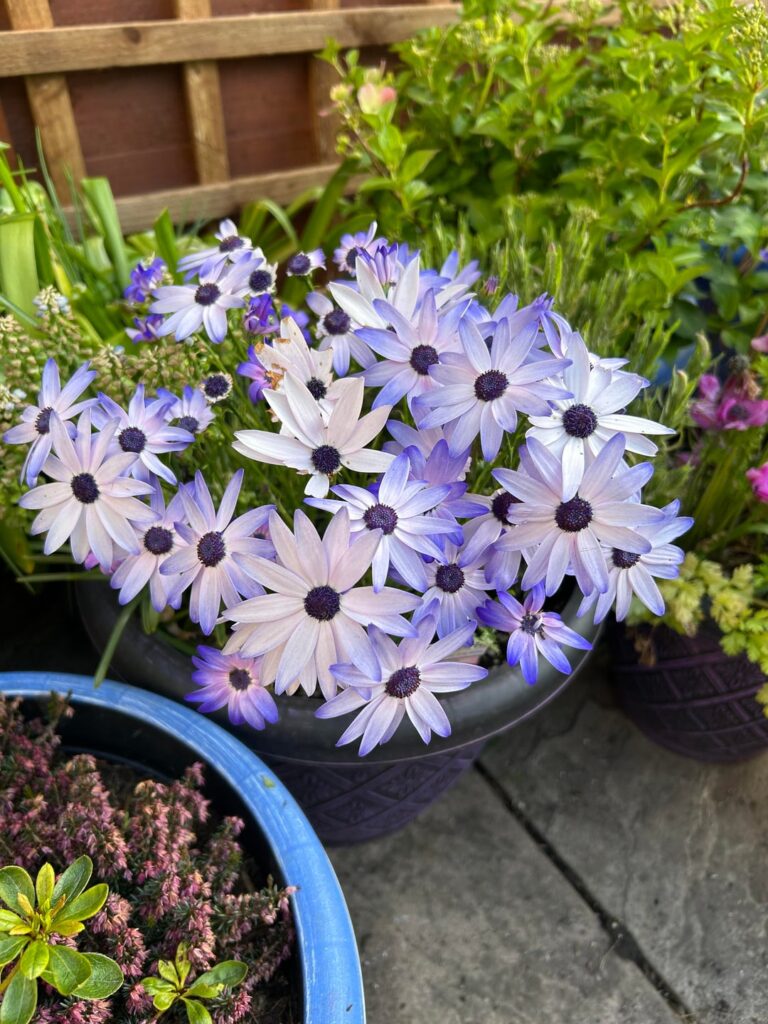 I love this Senetti and how the flowers change colour! Last photo is when it's just opened.
