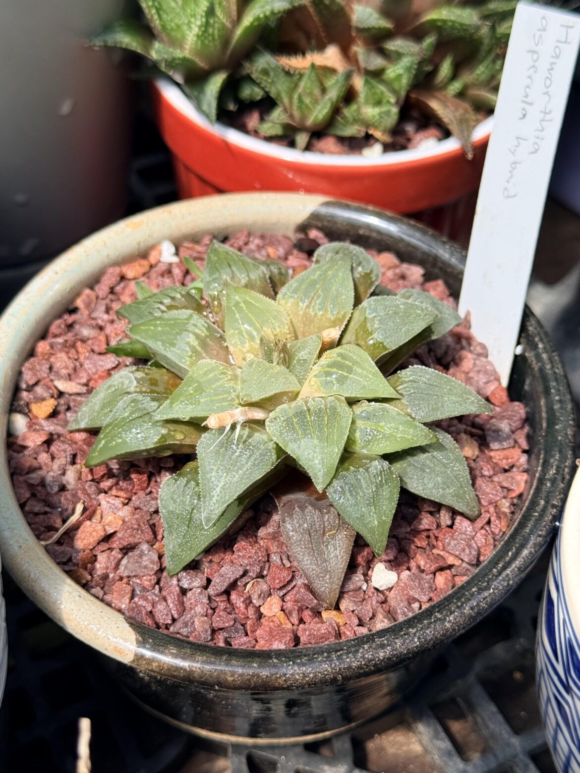 H. asperula hybrid