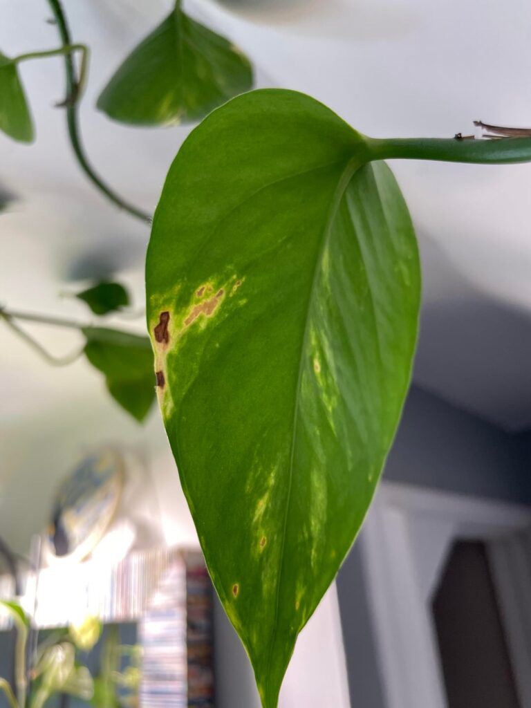 Pest / possible Thrip Damage?