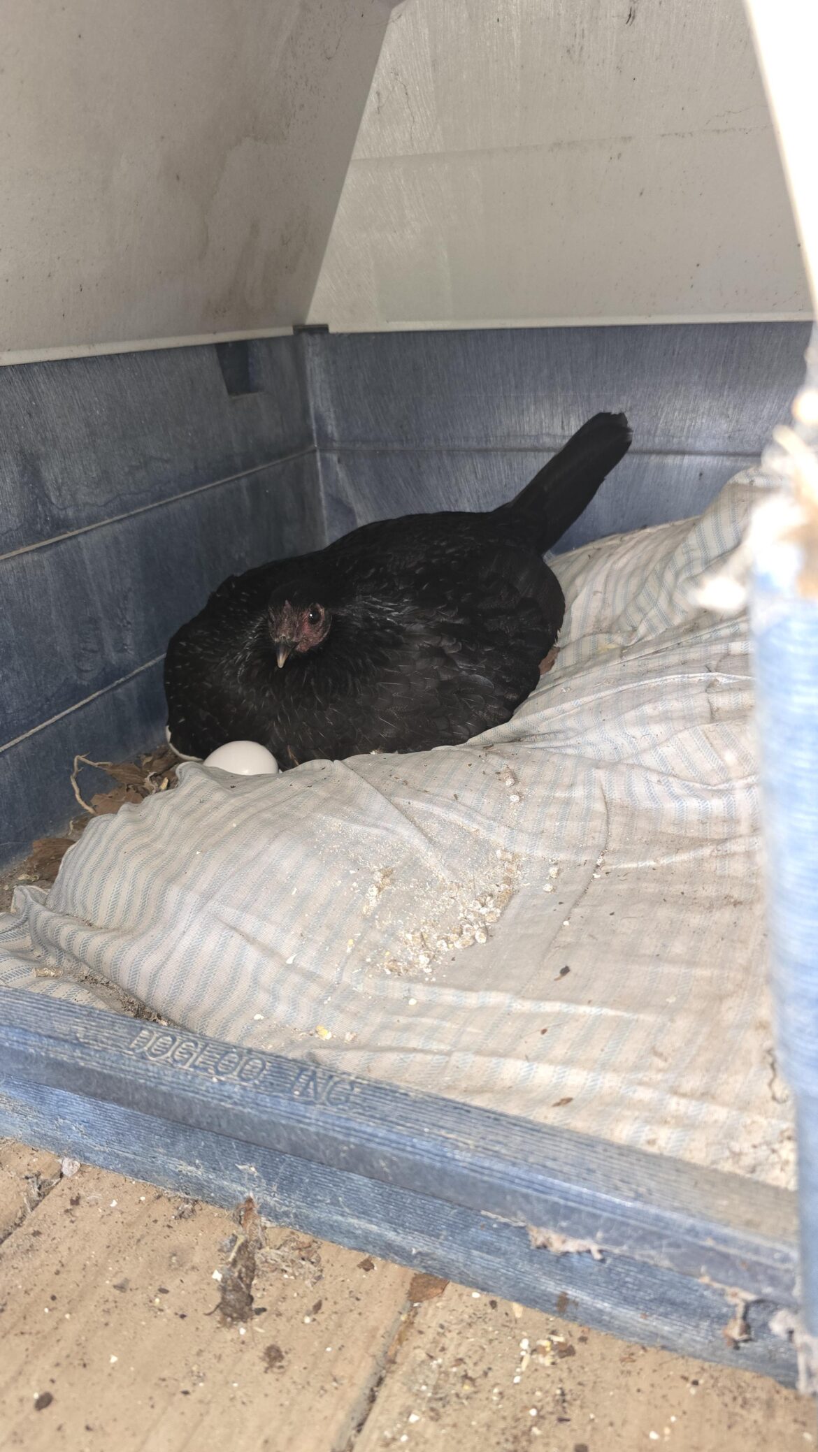 Chicks