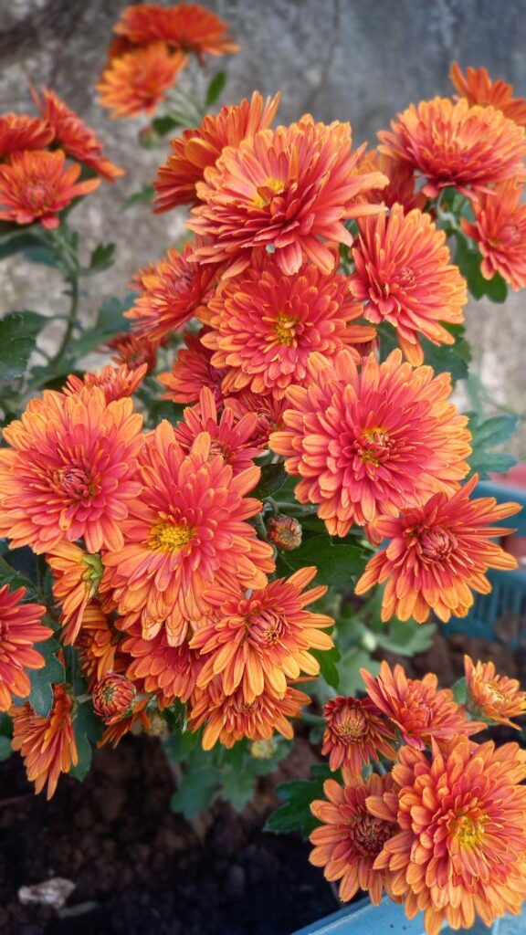 Chrysanthemum I can't even pronouce this irl.