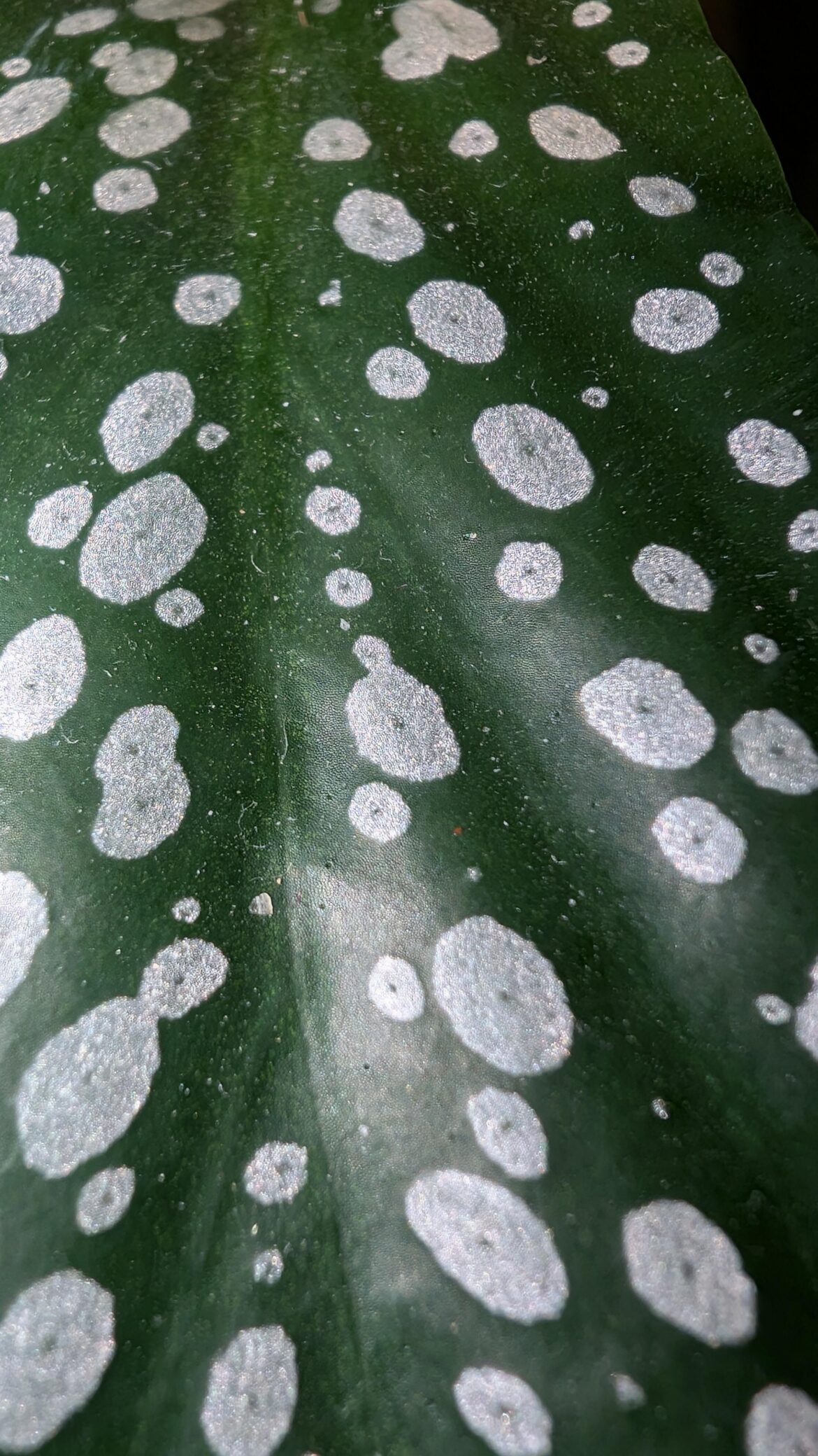 In the middle of the silver dots is a green dot