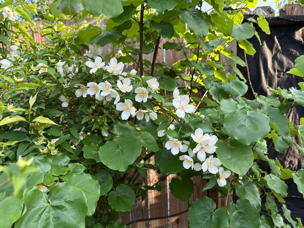 Mock orange is living our wild Texas weather!