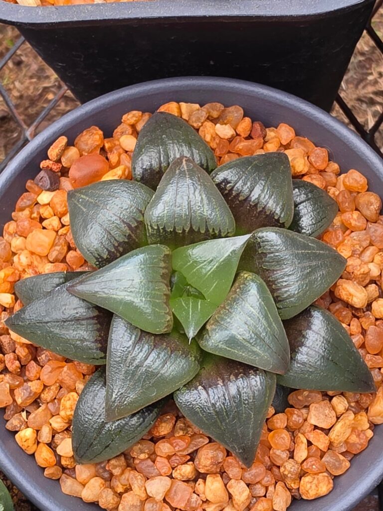 H.ATROFUSCA