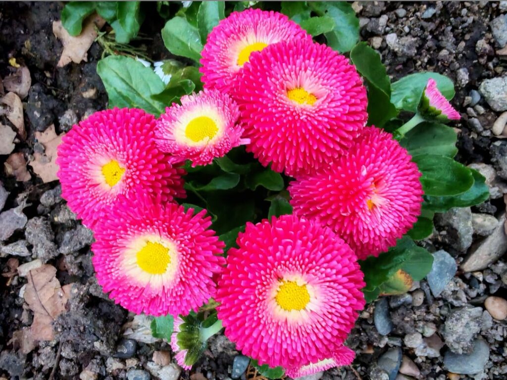 Multicolored flowers