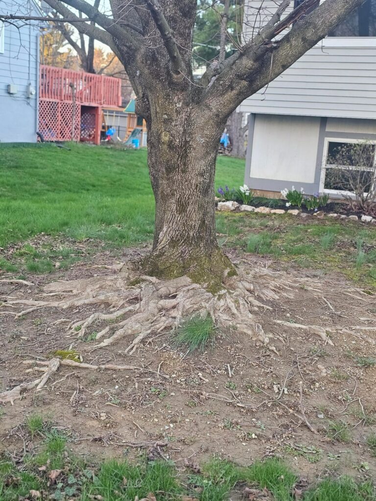 Front yard tree roots Front yard tree roots