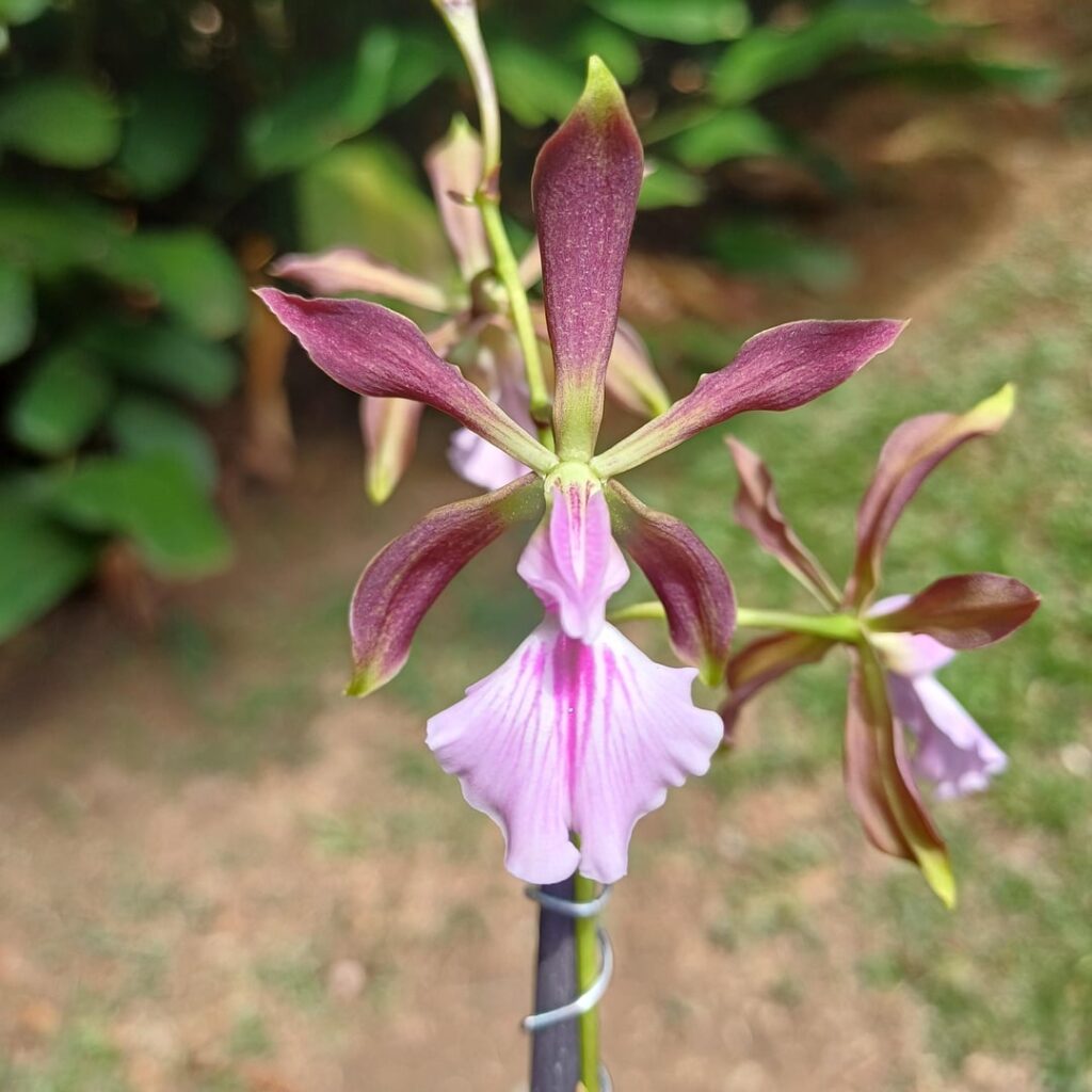 Encyclia Brevifolia