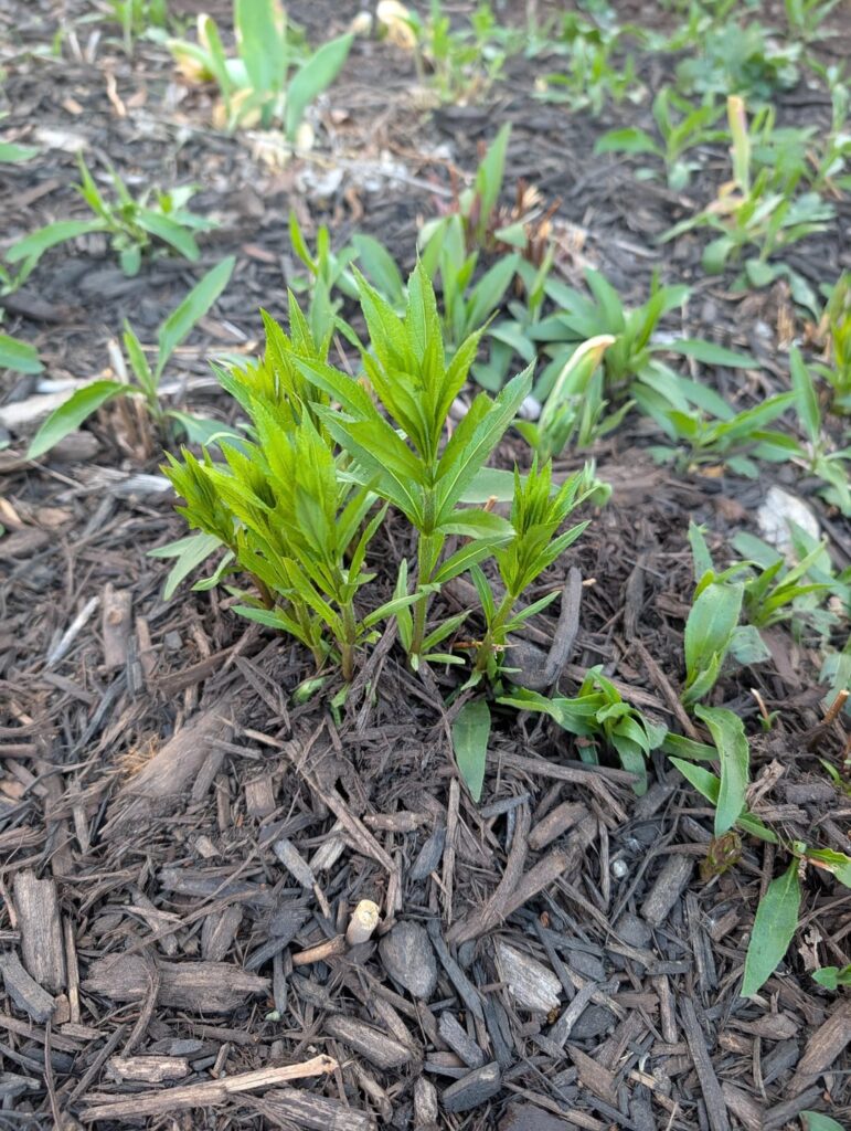 What are these bad boys?