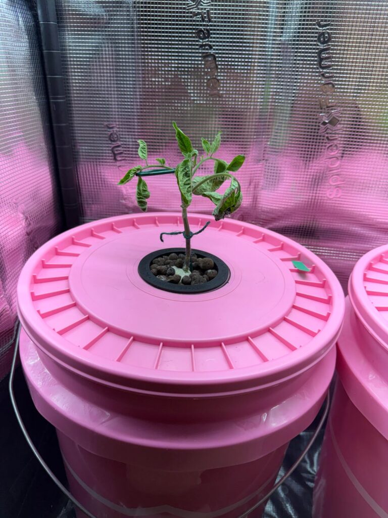 Help with my tomato plant Help with my tomato plant