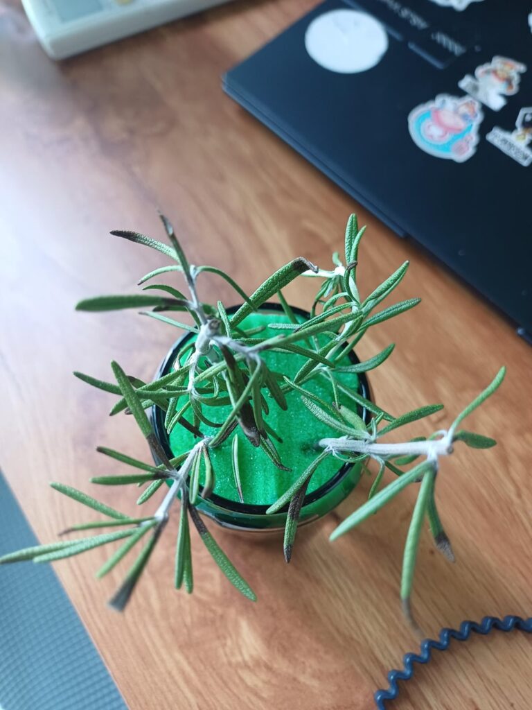Why are my rosemary propagation leaves turning black?