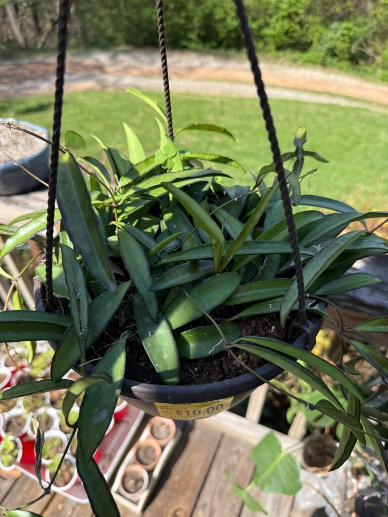 Discount Walmart find! Who am I?