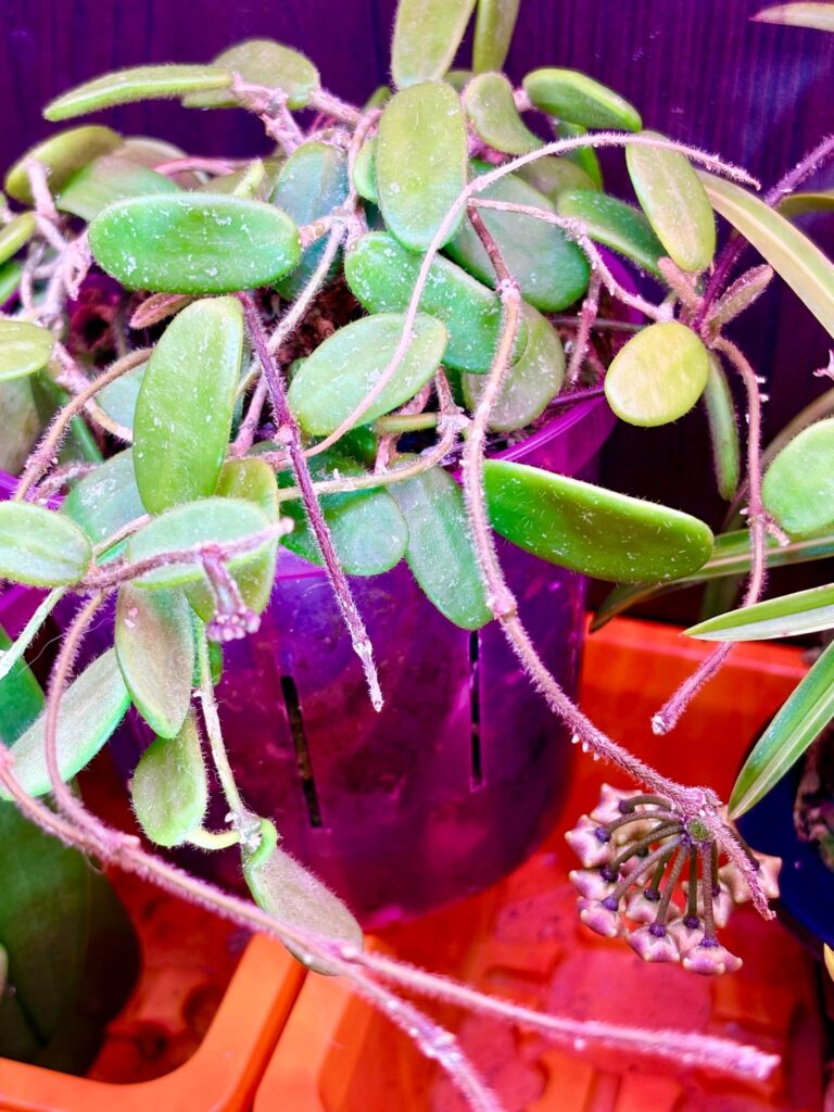 Hoya spectatissima