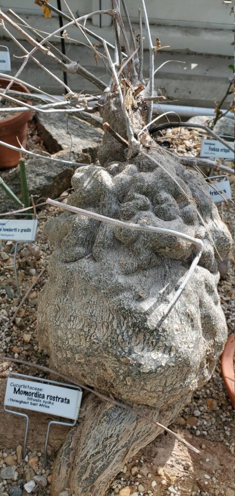 Momordica rostrata university specimen