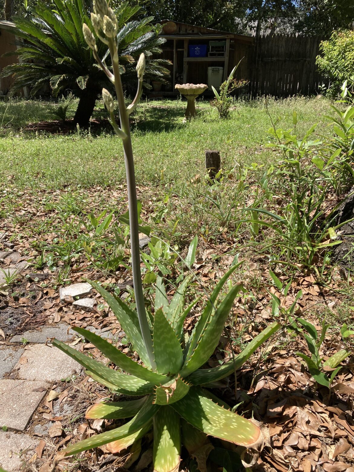 My Aloe is Blooming! :D