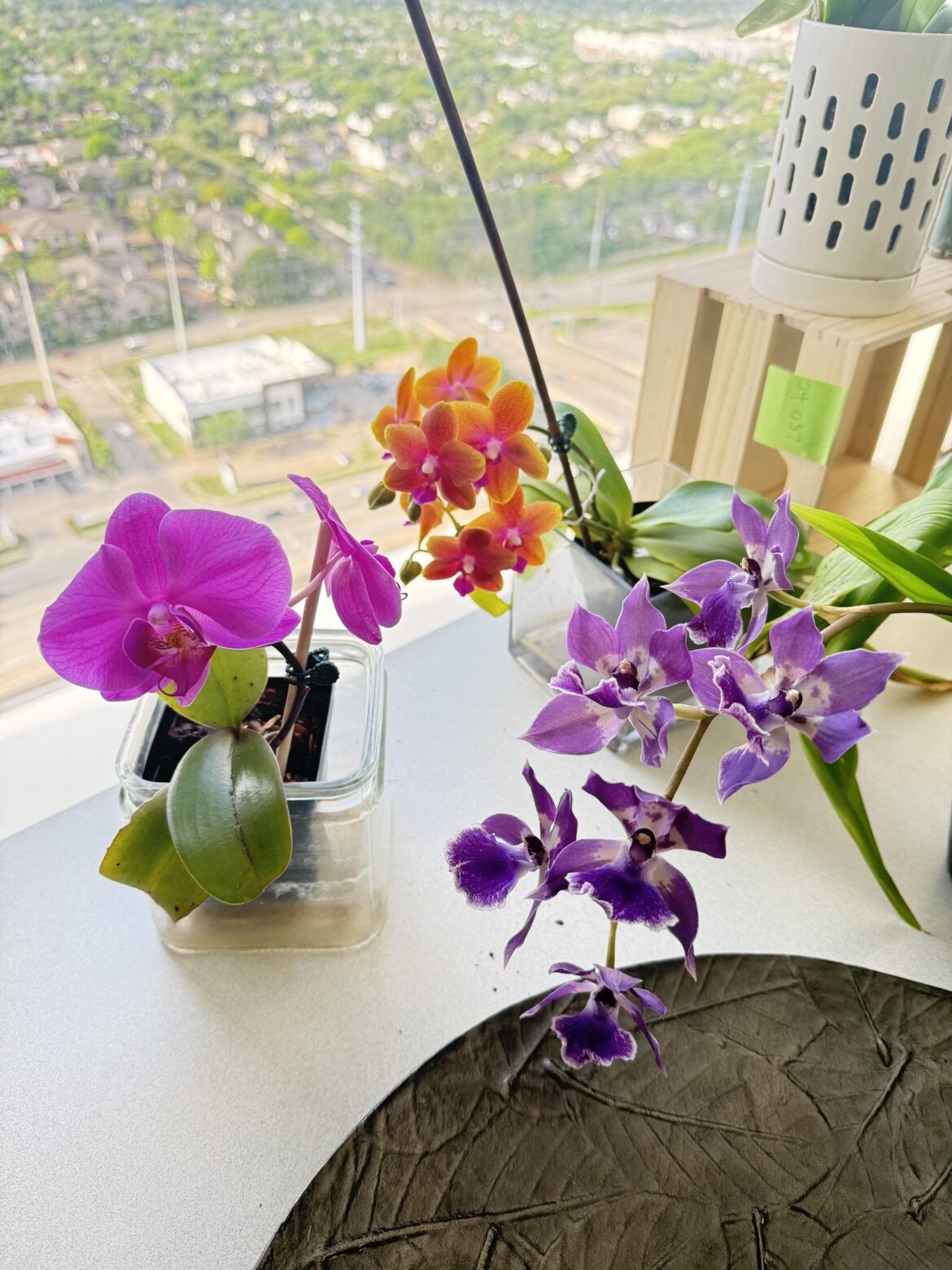 My office orchids are showing off!