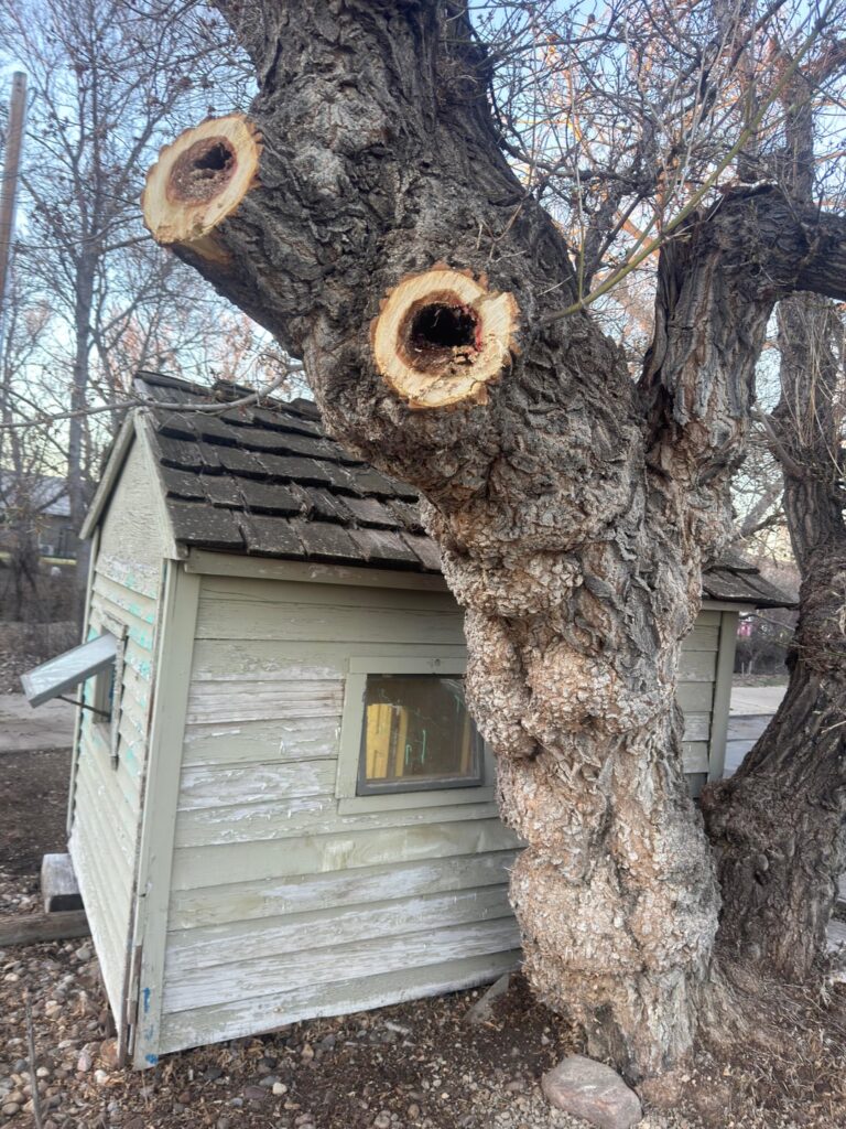 Why is my tree hollow but not dead?