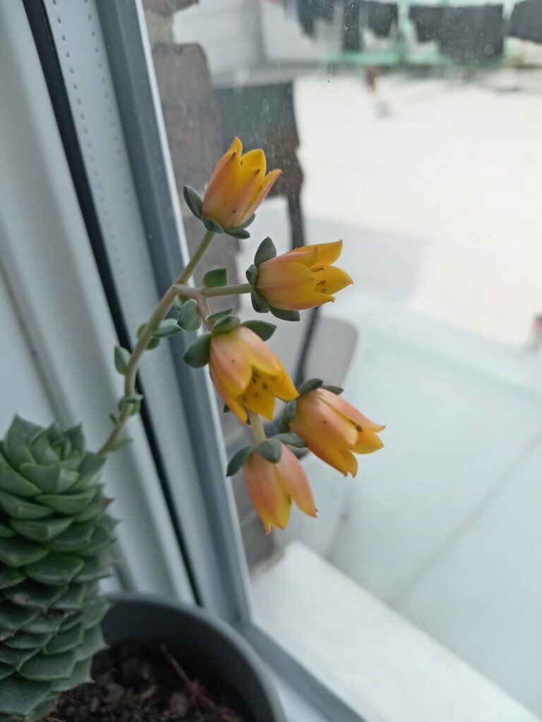 6 Year old Echeveria Fabiola Full bloom + advice 6 Year old Echeveria Fabiola Full bloom + advice
