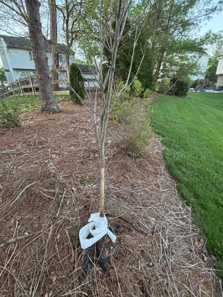 Is my dogwood dead?