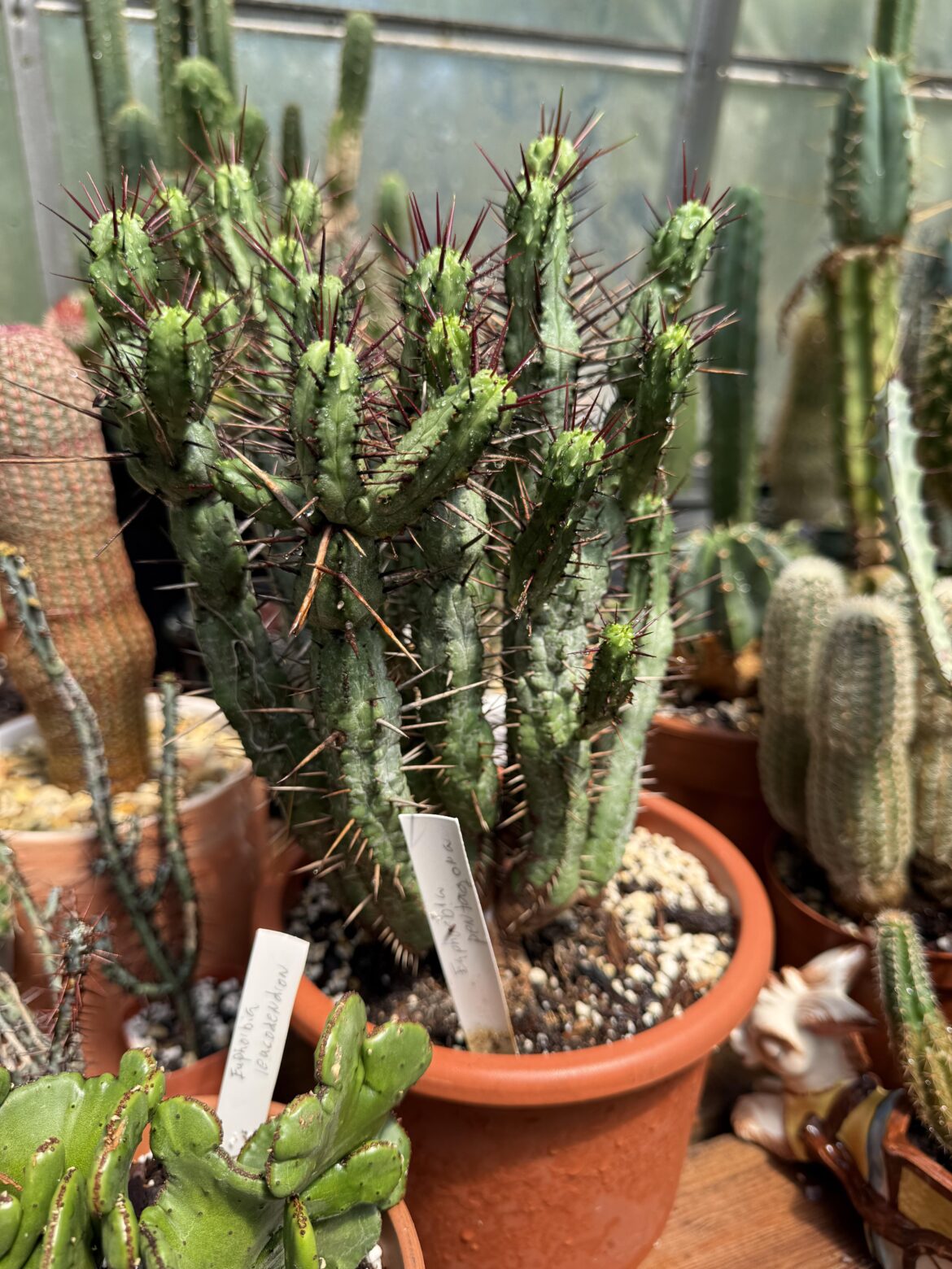 euphorbia pentagona