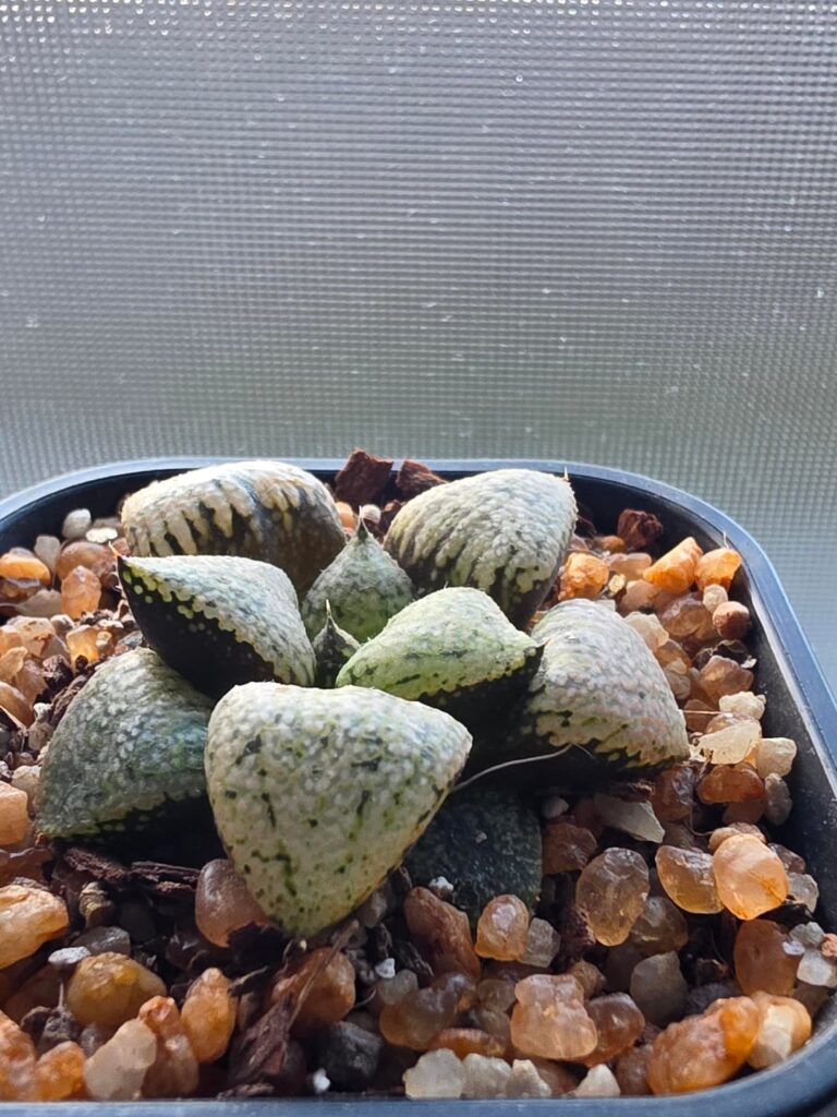 A little something