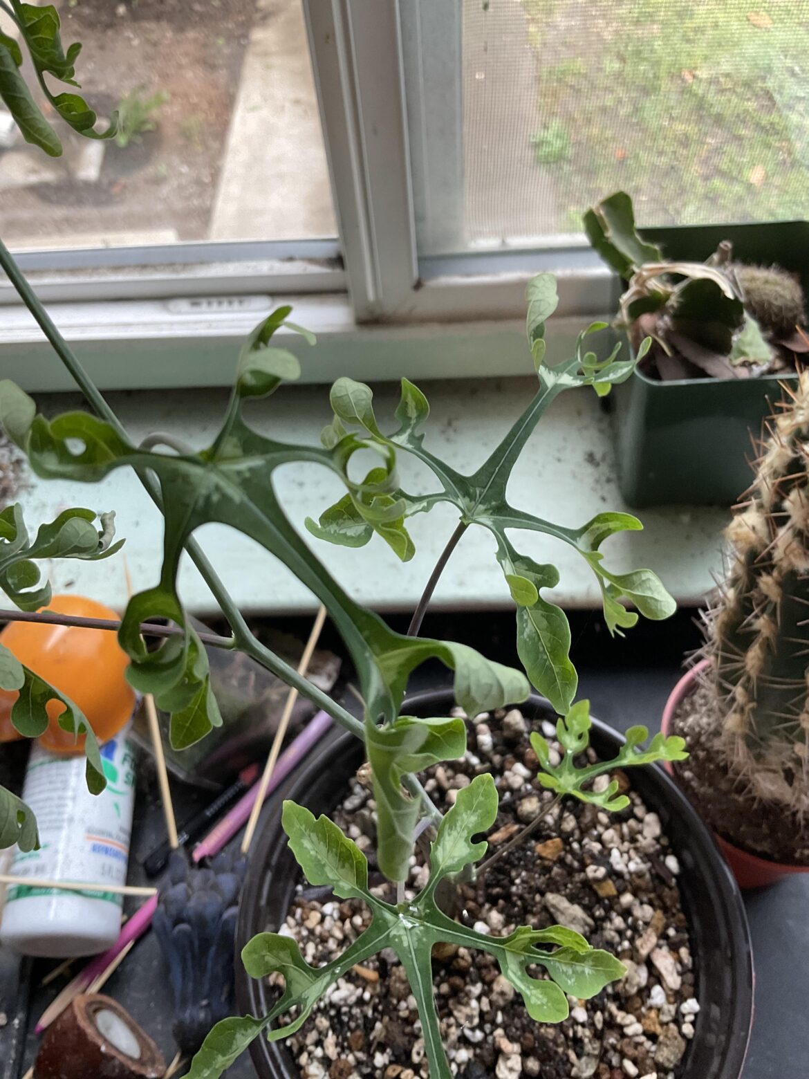 Update on the questionable perrieri. It’s growing well, but the leaves are dropping.