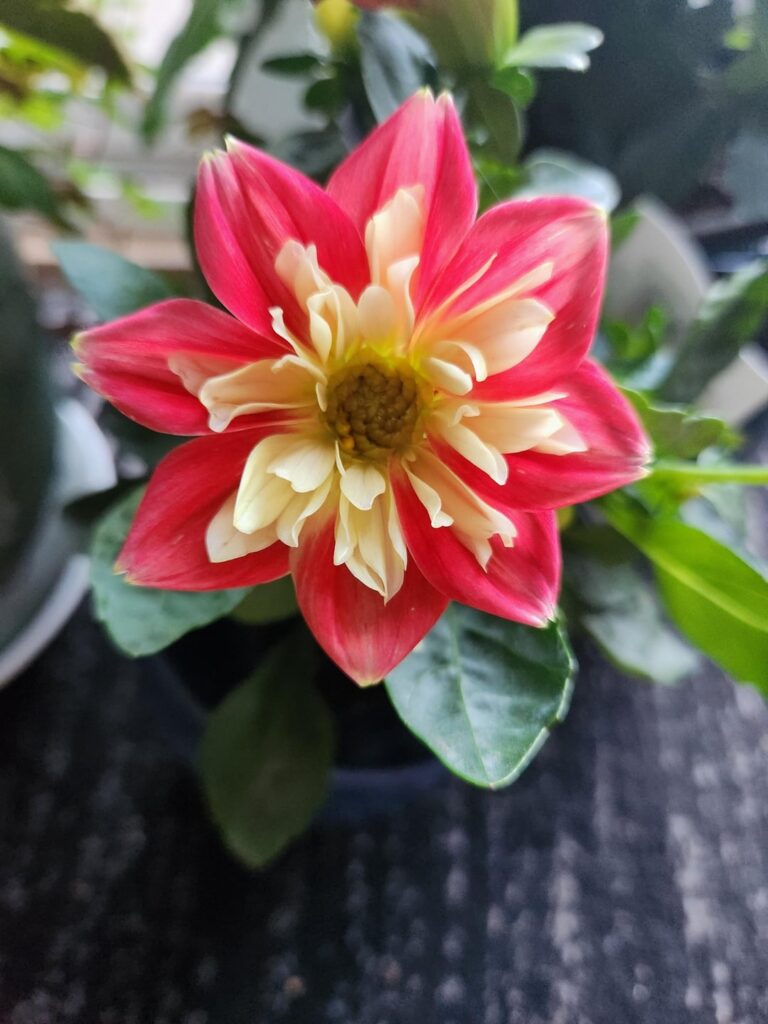 First Blooms This Season!