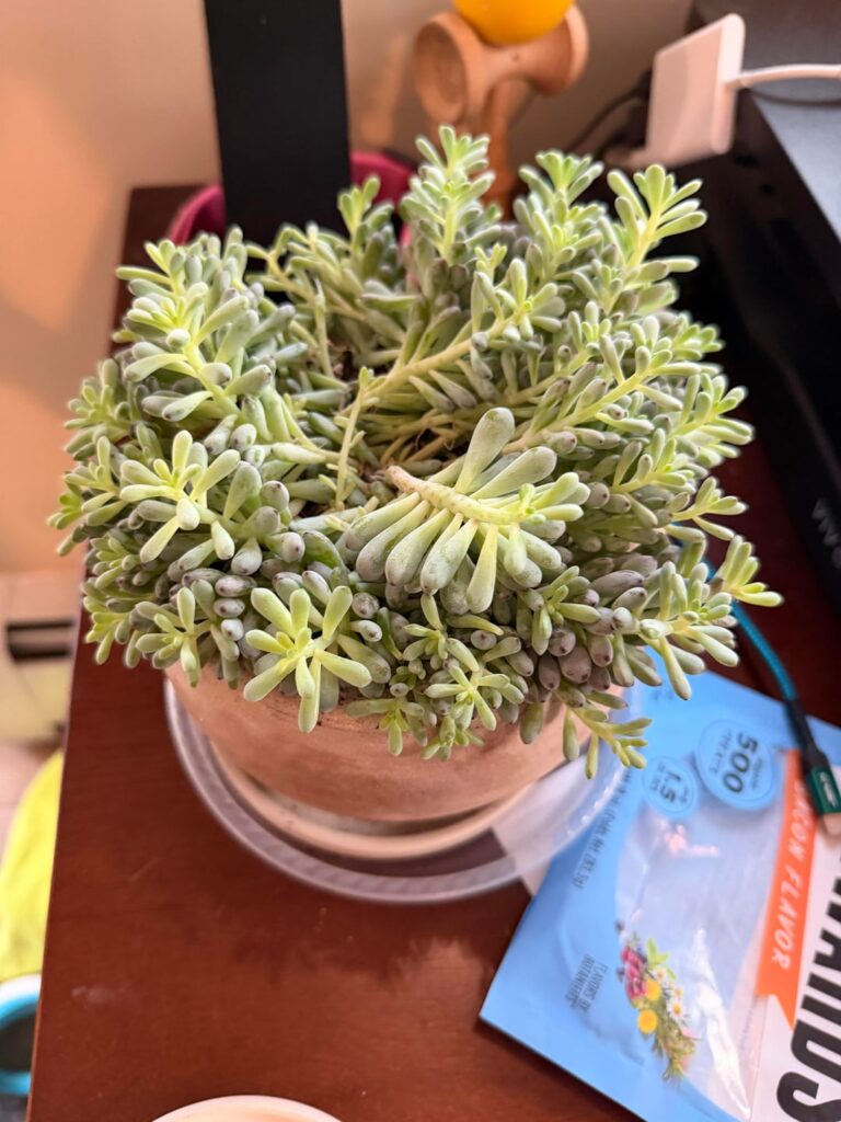Blue Bean succulent got crushed
