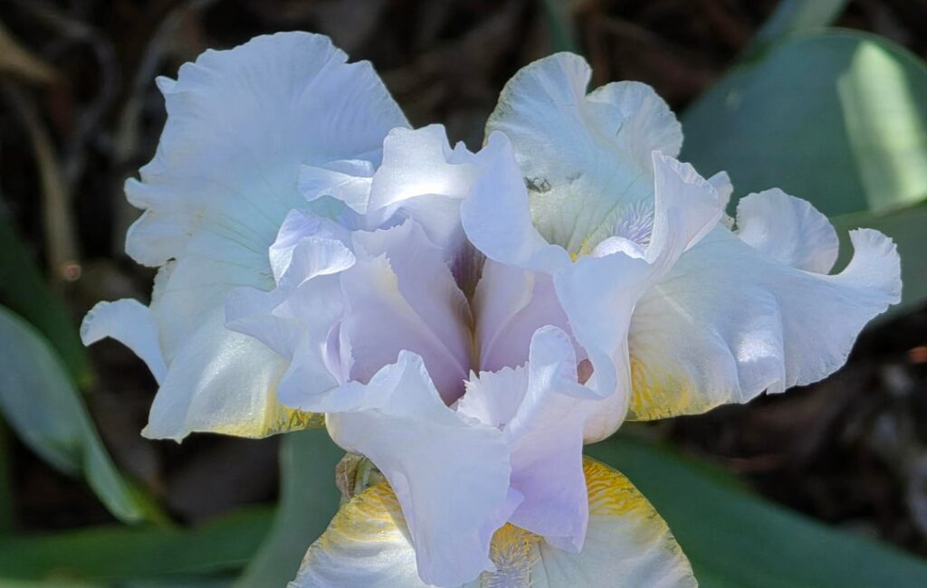 Iris in my mom's backyard