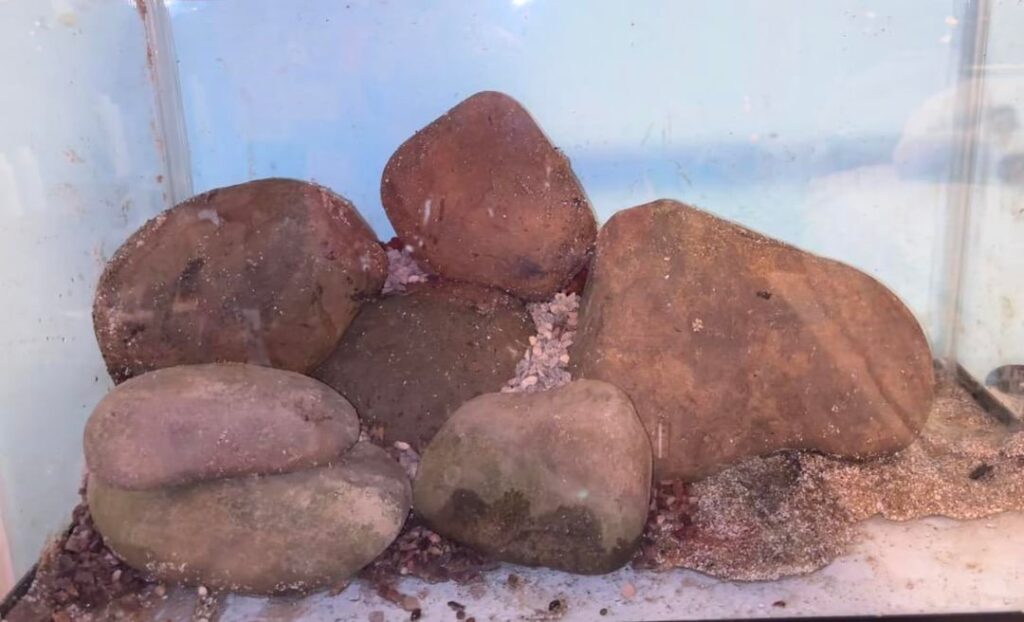 Hardscape started! Any tips?