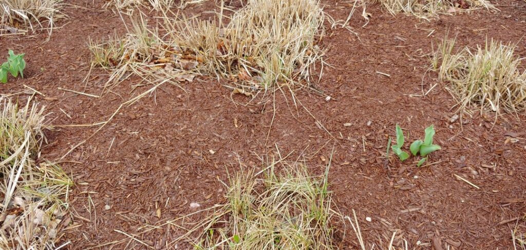 Is there anything wrong with leaf mulch?