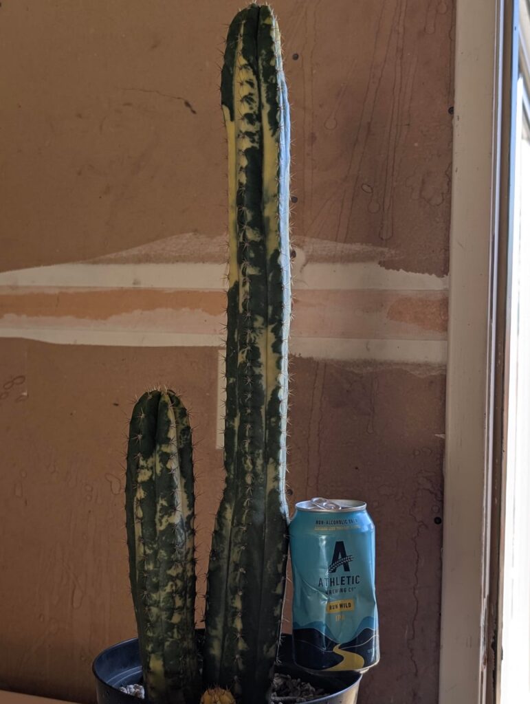 Varigated Arequipa update