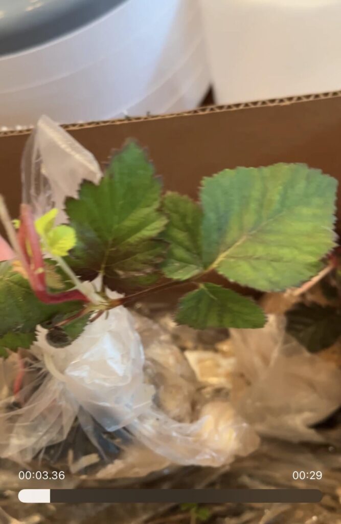 I just got these blackberry plugs. I didn’t realize they would be so small. There are two of them and they are little despite this photo. The dirt they are in fits in my hand. Will it be okay to plant directly into a 4 x 8 bed?