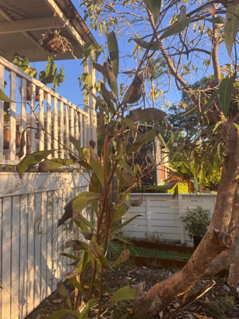 Pincushion Hakea advice…