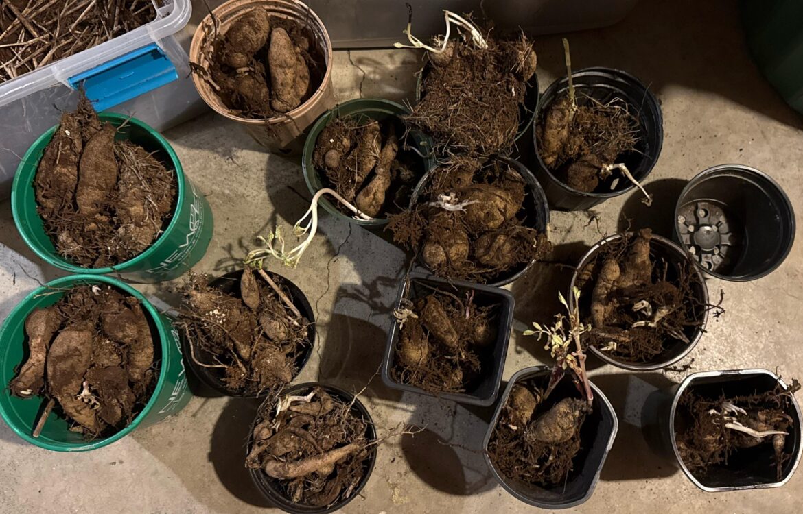 Tips for starting these ~50 tubers? (Zone 5b)