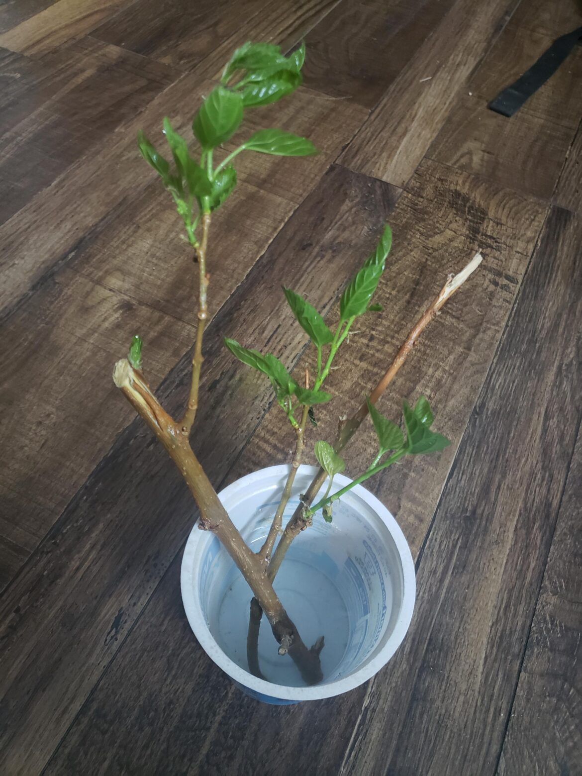 Need help and tips