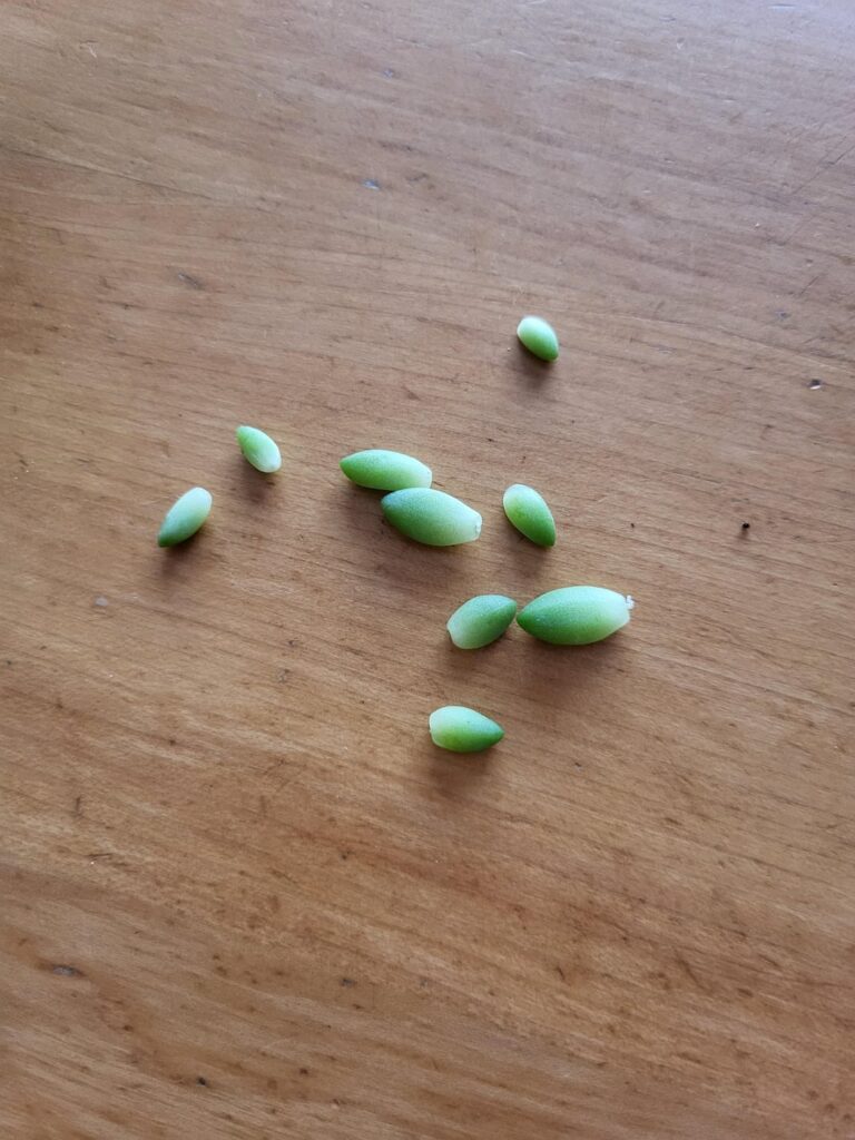 Found these guys on the floor of home depot!