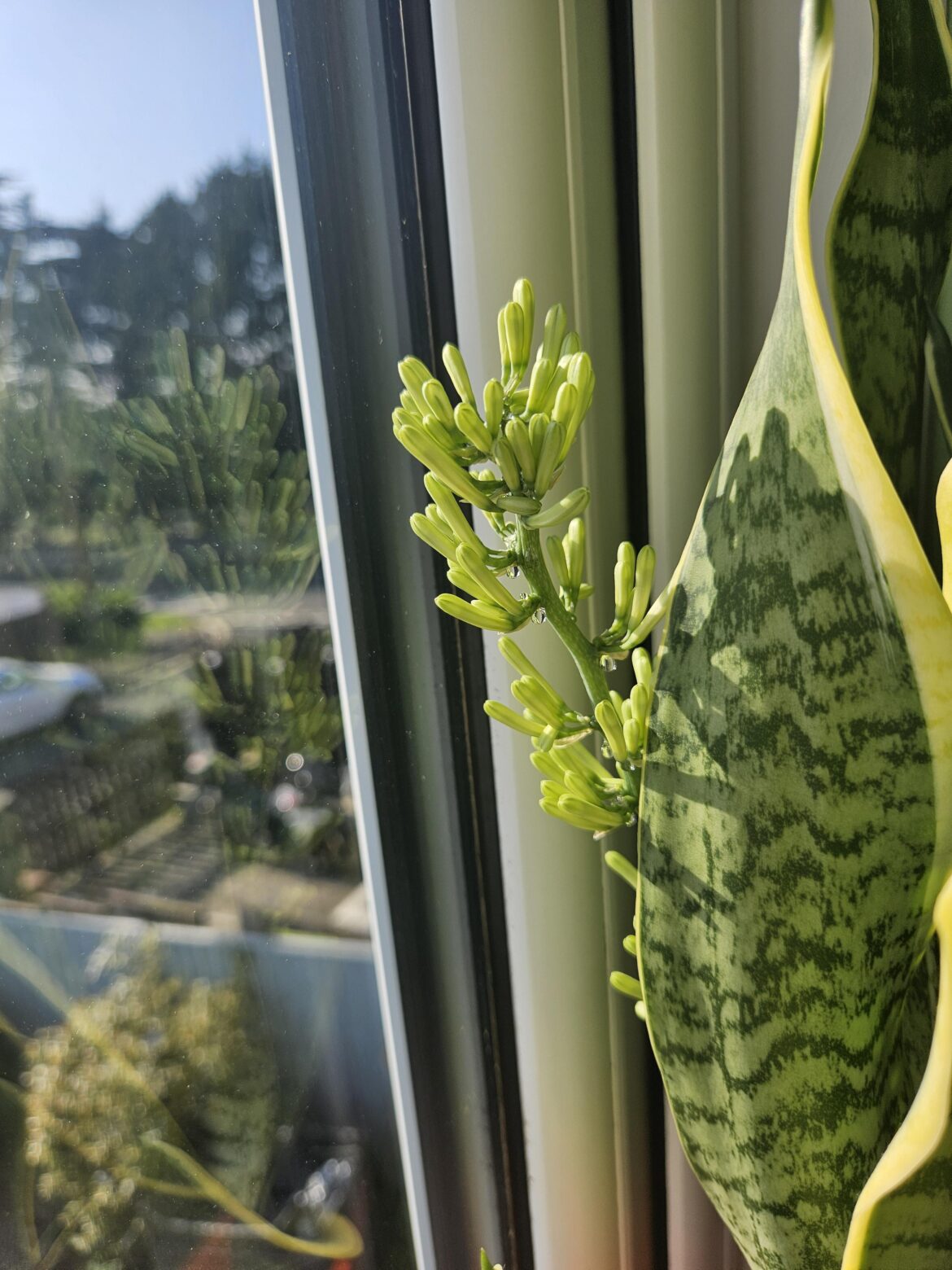My snake plant!
