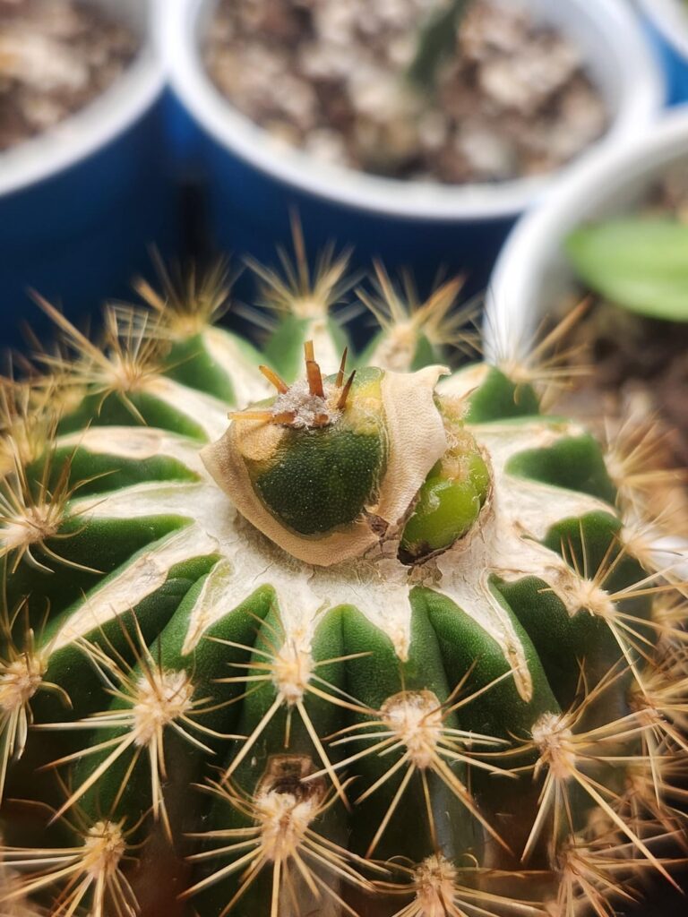 Single areole graft decided to do is own thing