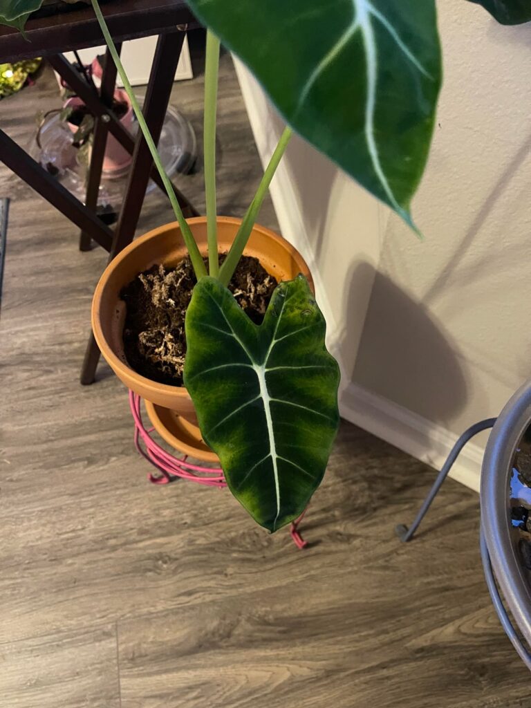 Is it Pests or Lighting Issues? Is it Pests or Lighting Issues?